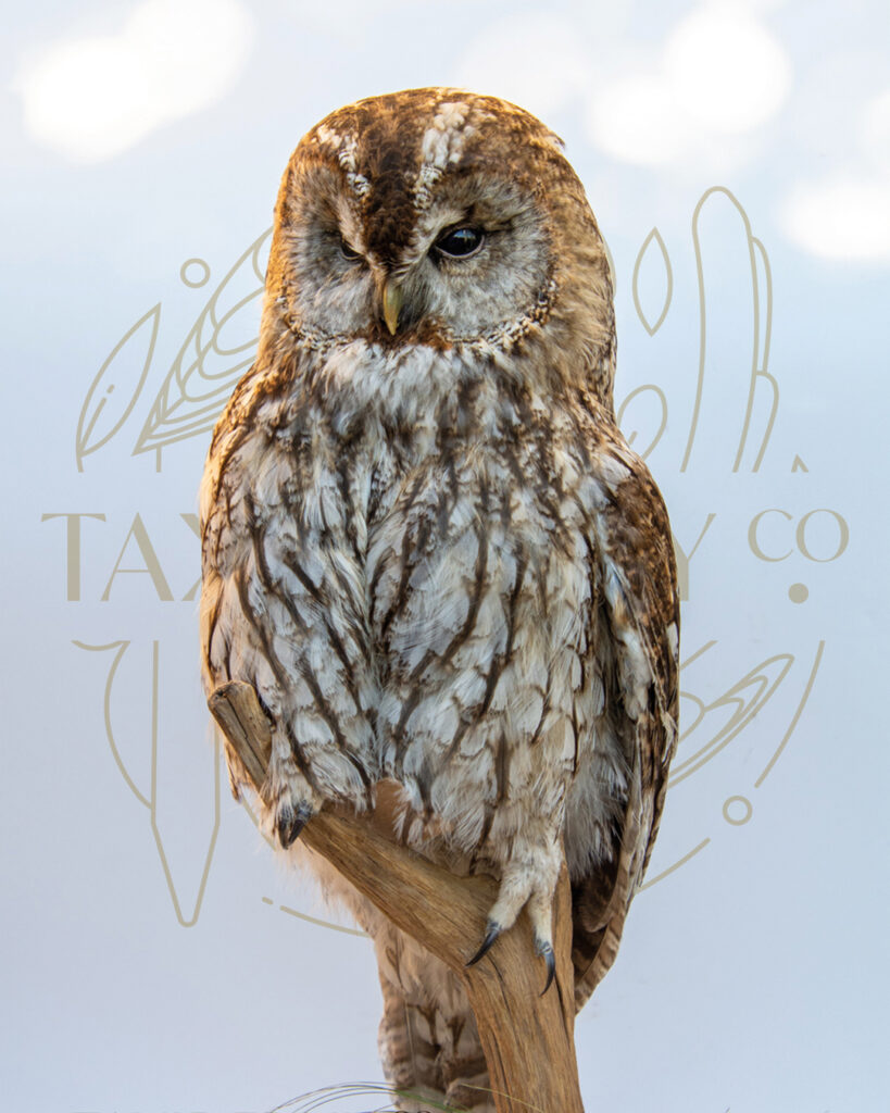 Taxidermy Tawny Owl (Strix Aluco) For Sale