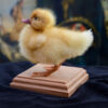 New Ethical Taxidermy Duckling Bird For Sale