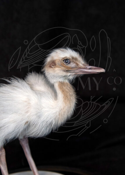 Taxidermy Rhea Chick