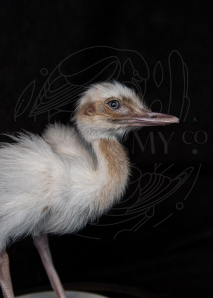 Taxidermy White Rhea Ostrich Chick For Sale With Glass Dome