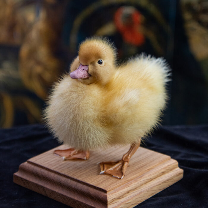 New Ethical Taxidermy Duckling Bird For Sale