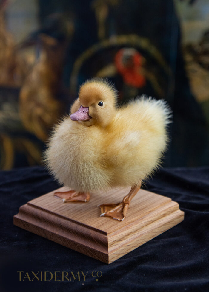New Ethical Taxidermy Duckling Bird For Sale
