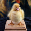 New Ethical Taxidermy Stuffed Bird For Sale