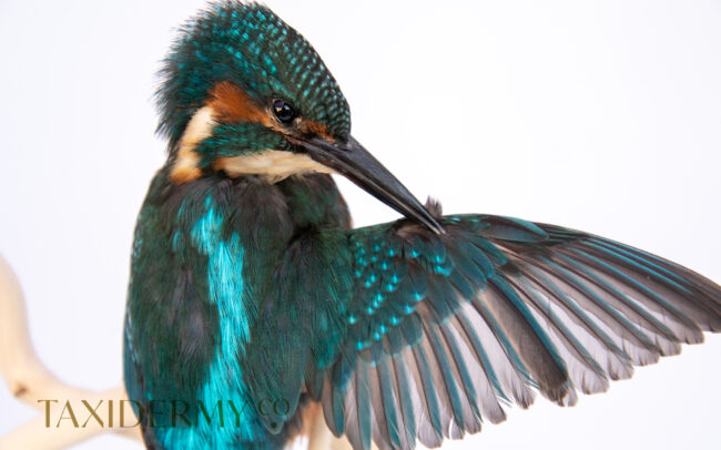 Example of Ethical Taxidermy Kingfisher Bird by wildlife artist and taxidermist, Krysten Newby