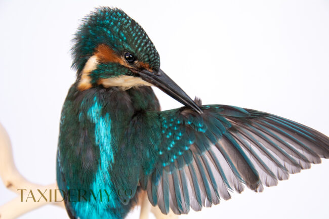 Example of Ethical Taxidermy Kingfisher Bird by wildlife artist and taxidermist, Krysten Newby