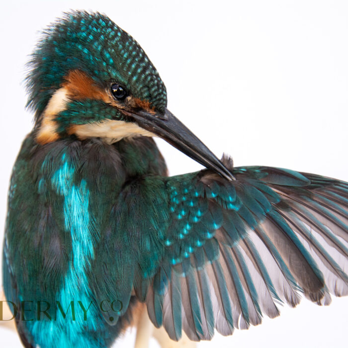 Example of Ethical Taxidermy Kingfisher Bird by wildlife artist and taxidermist, Krysten Newby
