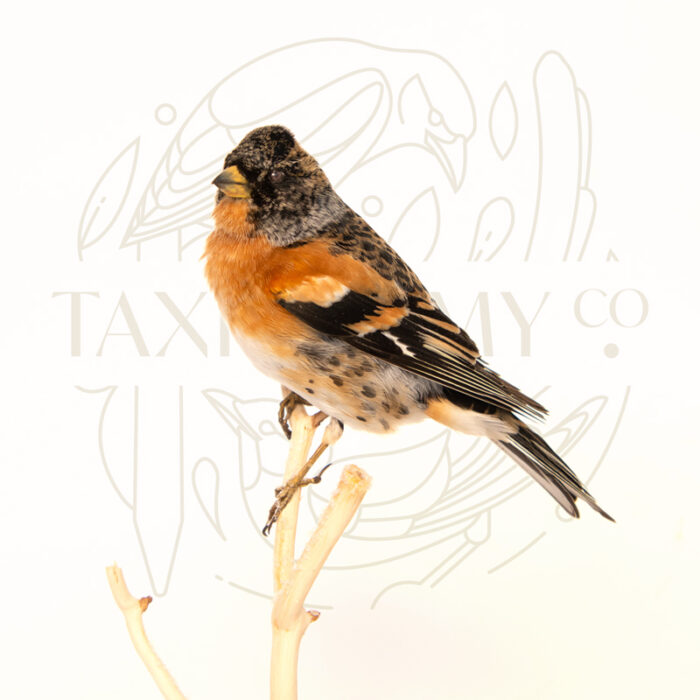 Taxidermy British Wildlife Male Brambling For Sale With Winter Scene