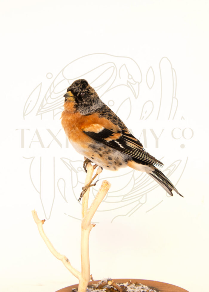 Taxidermy British Wildlife Male Brambling For Sale With Winter Scene