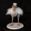 Taxidermy White Rhea Ostrich Chick For Sale