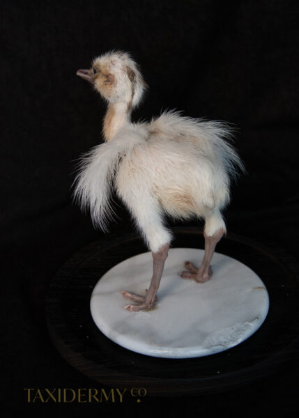 Taxidermy White Rhea Ostrich Chick For Sale