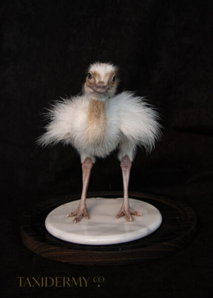 Taxidermy White Rhea Ostrich Chick For Sale