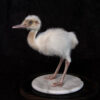 Taxidermy White Rhea Chick For Sale