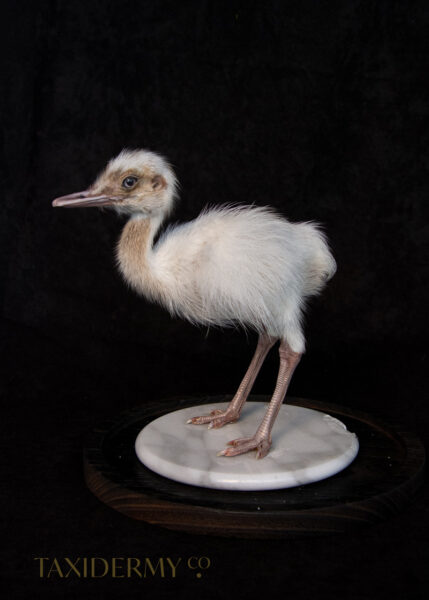 Taxidermy White Rhea Chick For Sale