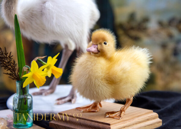 Taxidermy Duckling Bird For Sale