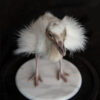 Taxidermy Stuffed White Rhea Chick In Glass Dome For Sale