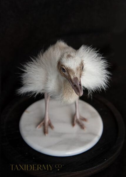 Taxidermy Stuffed White Rhea Chick In Glass Dome For Sale