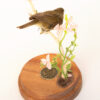 Taxidermy small bird chiffchaff (Phylloscopus collybita) in dome for sale