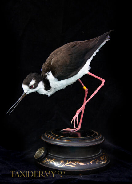 Ethical-Taxidermy-Wader-Bird-New