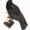Taxidermy Rook Crow For Sale