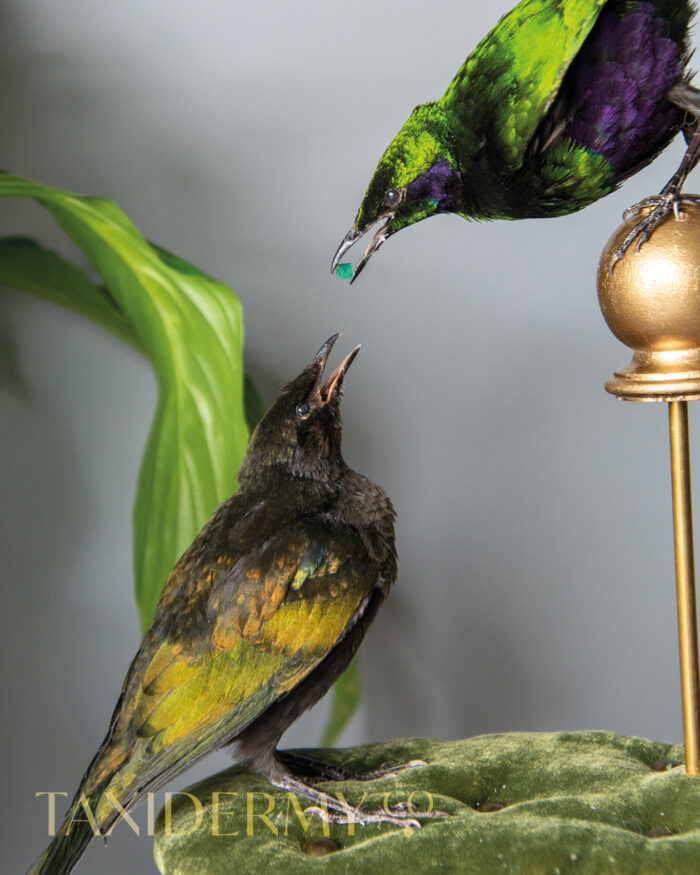 Taxidermy Emerald Glossy Starling For Sale
