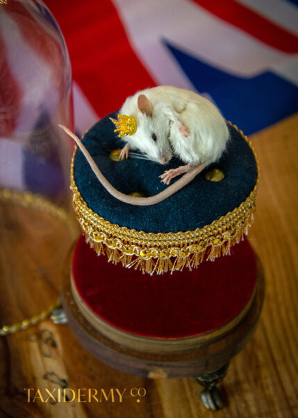 Taxidermy Sleeping Royal Mouse For Sale