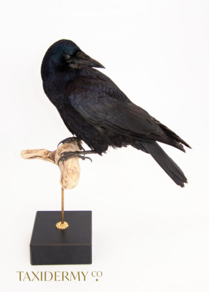Professional Taxidermy Rook Bird for Sale