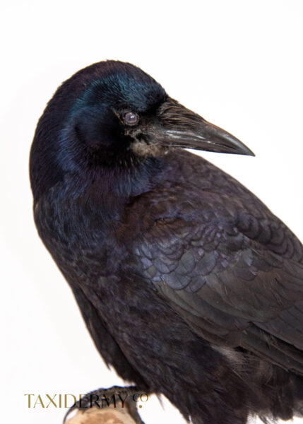 Close up of juvenile rook taxidermy bird, member of the crow family