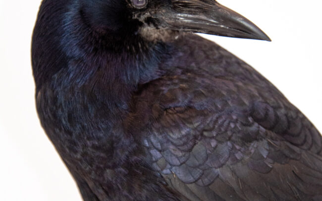 Close up of juvenile rook taxidermy bird, member of the crow family