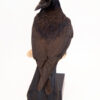 Taxidermy Rook (Corvus frugilegus) Bird for sale