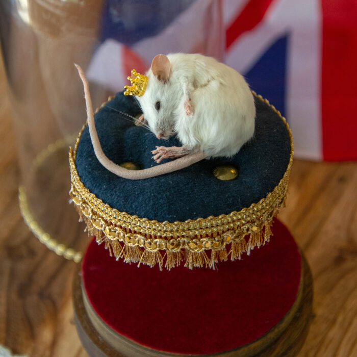 Taxidermy Sleeping Mouse For Sale with Crown