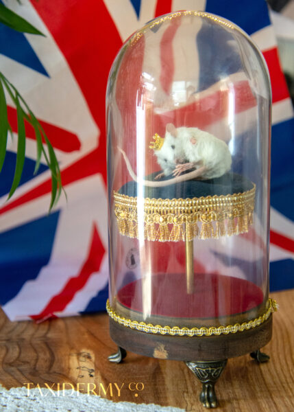 Queen Mouse unusual taxidermy mouse with glass dome for sale