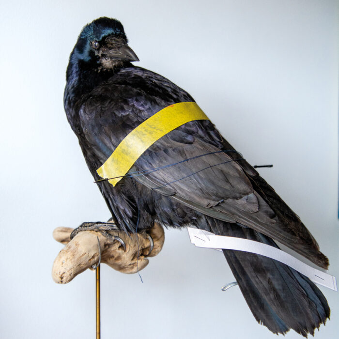 Big taxidermy rook for sale UK