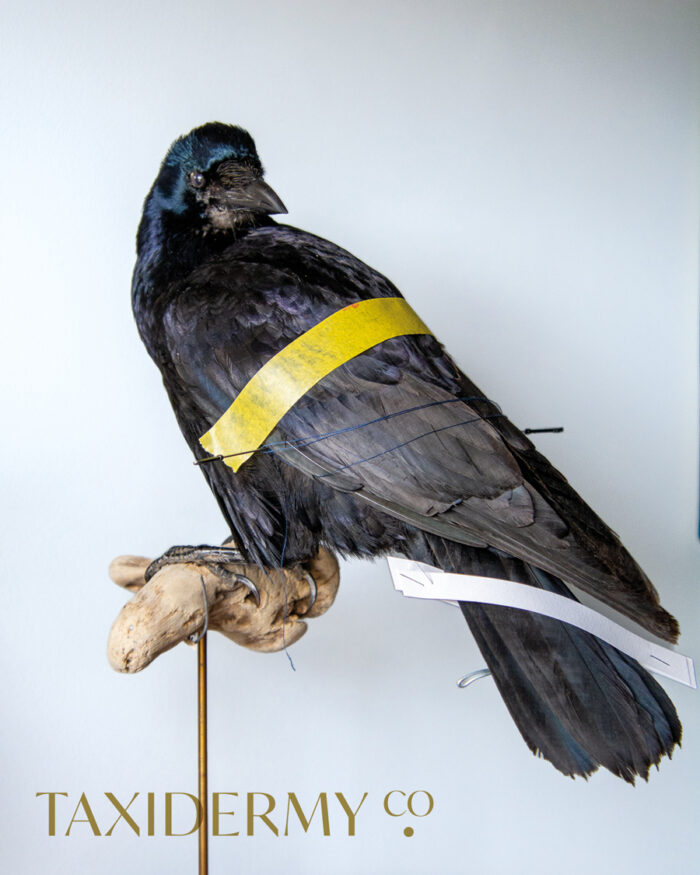 Big taxidermy rook for sale UK