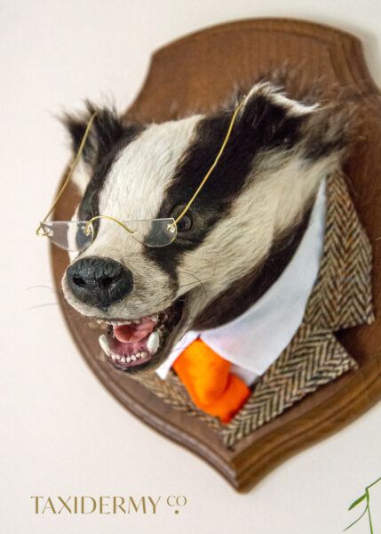 Taxidermy badger head for sale UK