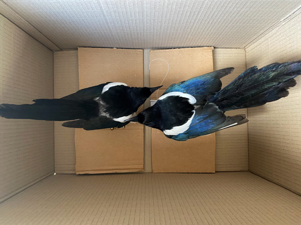 Image of Taxidermy Magpies Ready To Be Shipped