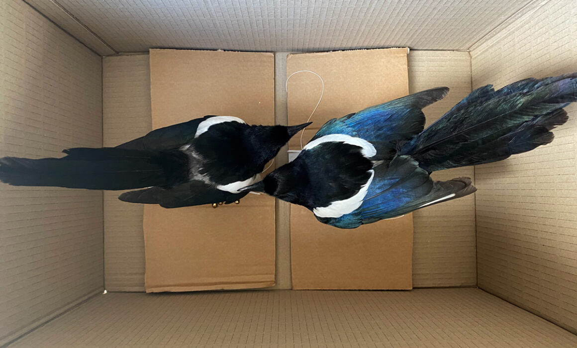 Image of Taxidermy Magpies Ready To Be Shipped