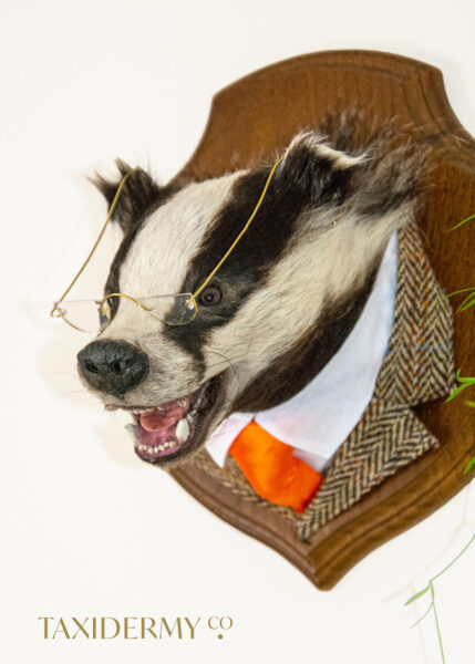 Anthropomorphic Taxidermy badger head