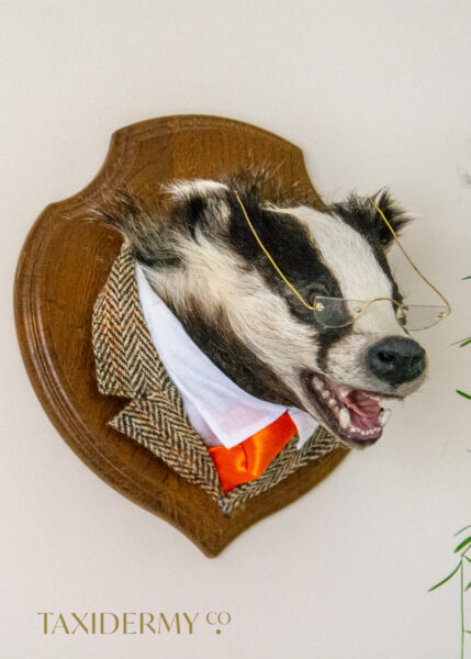 Anthropomorphic Taxidermy badger head with glasses and tweed suit