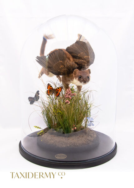 Fantasy Taxidermy Stoat With Wings Fairy Taxidermy