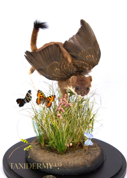 Unique Fantasy Taxidermy Art For sale stoat with wings