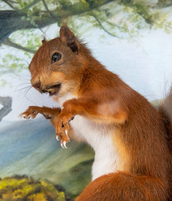 Taxidermy Red Squirrel For Sale