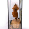 Taxidermy Red Squirrel Inspired By Real Squirrel Nutkin Beatrix Potter