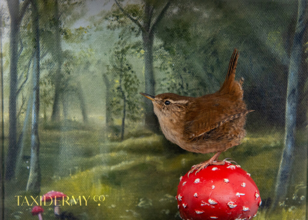 Taxidermy Wren With Oil Painted Background
