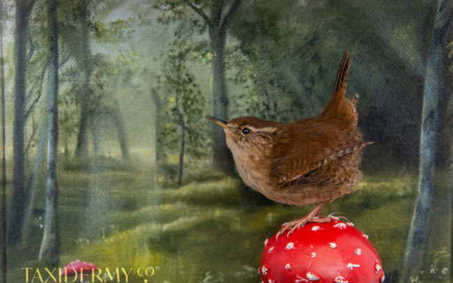 Taxidermy Wren With Oil Painted Background