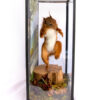 Taxidermy Red Squirrel Inspired By Real Squirrel Nutkin Beatrix Potter