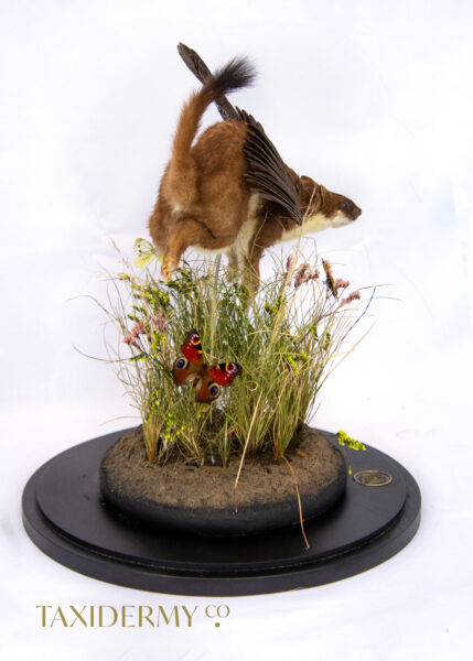 Rogue Taxidermy Art Stoat With Wings For Sale