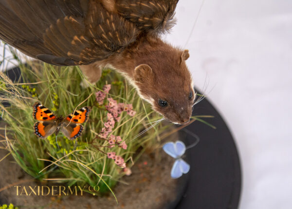 Unique Taxidermy Flying Stoat With Butterfly Field Scene in a glass dome