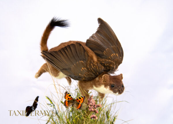 Ethical Taxidermy Stoat With Wings With Butterfly in grass scene for sale by Krysten Newby