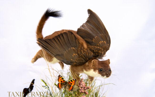 Ethical Taxidermy Stoat With Wings With Butterfly in grass scene for sale by Krysten Newby
