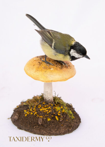Small Bird Taxidermy of Great Tit on a hand sculpted mushroom made from polymer clay